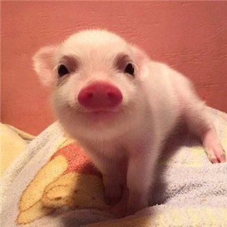 ҳܰ,ʦ͵͵ڿ ϸλǩЭ飿